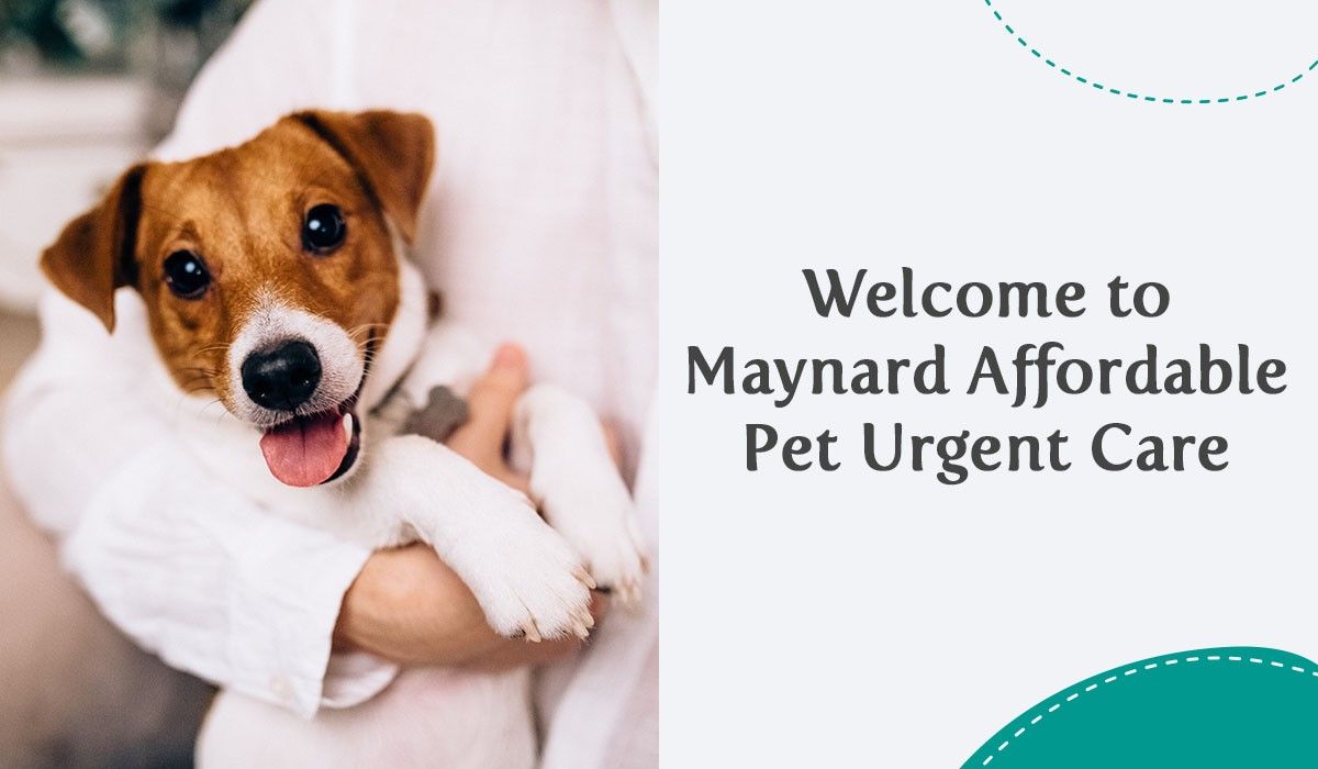 Welcome to Maynard Affordable Pet Urgent Care