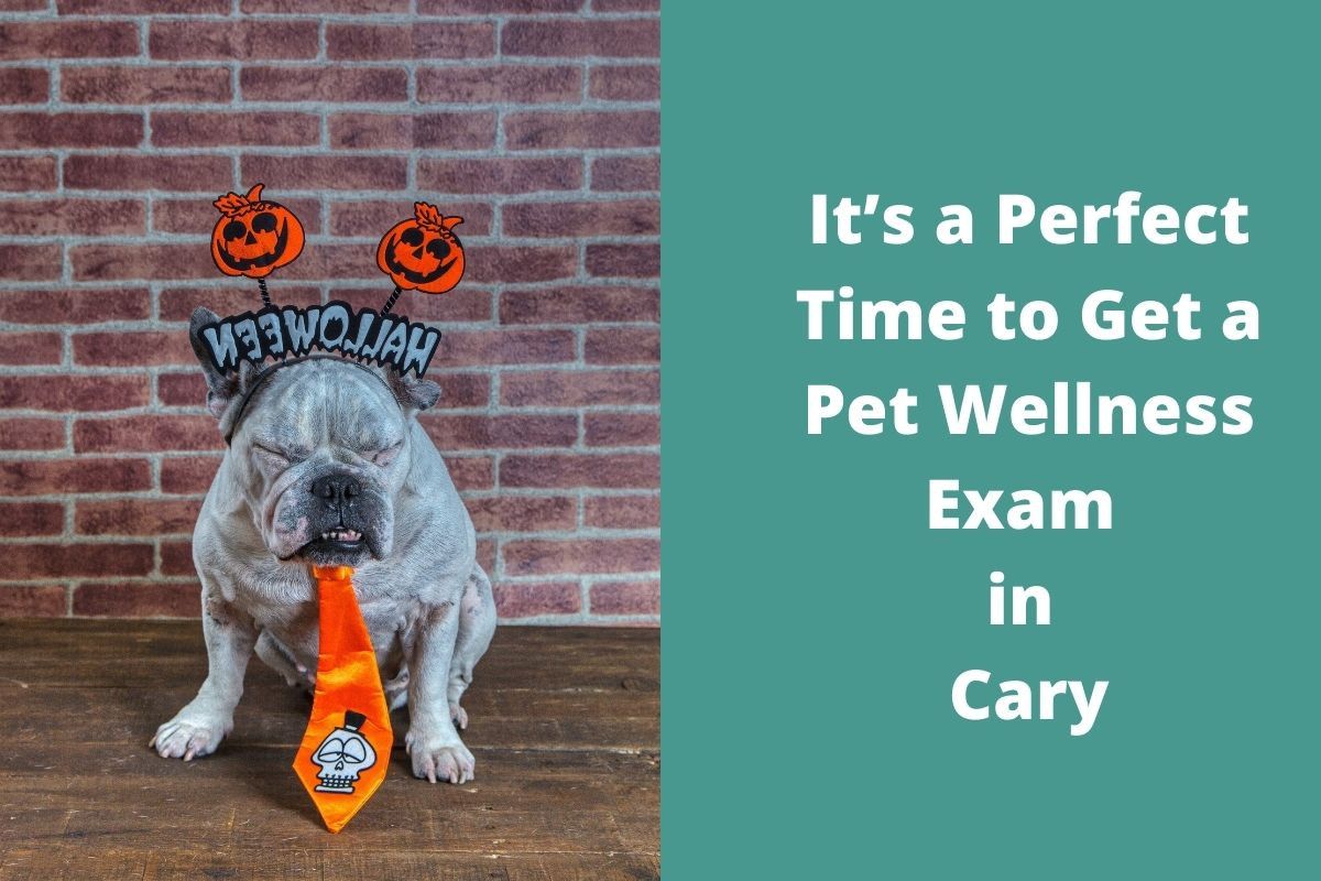 Its-a-Perfect-Time-to-Get-a-Pet-Wellness-Exam-in-Cary