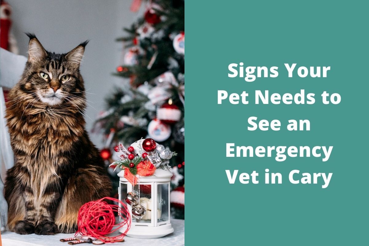 Signs-Your-Pet-Needs-to-See-an-Emergency-Vet-in-Cary-1