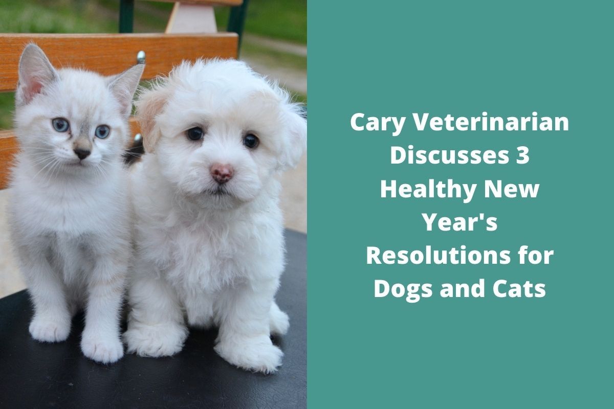 Cary-Veterinarian-Discusses-3-Healthy-New-Years-Resolutions-for-Dogs-and-Cats-2022-has-begun-and-it-is-a-time-for-new-starts.-Why-not-include-your-feline-friend-or-canine-companion-in-your-goals-this-year-As-your-