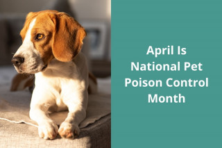 April-Is-National-Pet-Poison-Control-Month