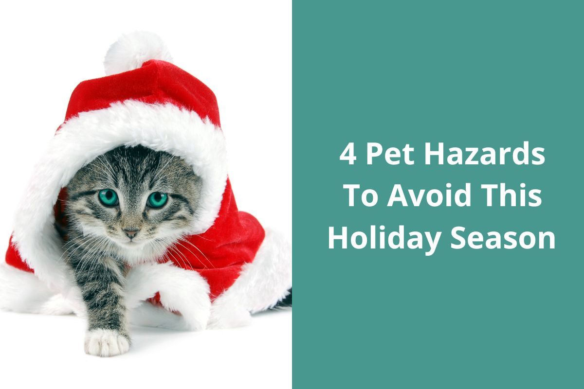 4-Pet-Hazards-To-Avoid-This-Holiday-Season-