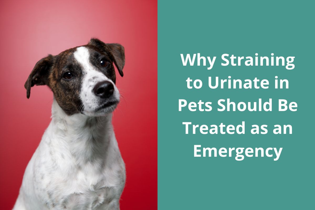 Why-Straining-to-Urinate-in-Pets-Should-Be-Treated-as-an-Emergency-1